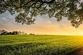 Weite grüne Wiese unter einem bewölkten Himmel mit Sonnenlicht und Baumkronen.
