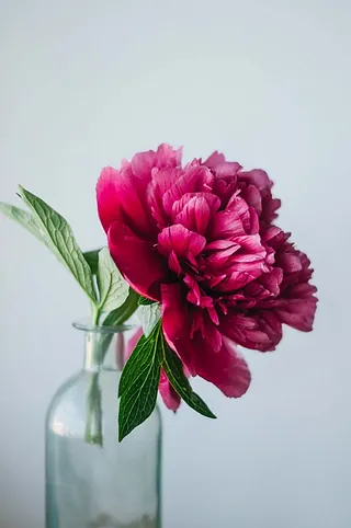 Nahaufnahme einer dunkelrosa Pfingstrose in einer Vase.