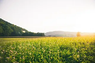 Sonnenbeschienener blühender Feld mit Hügeln und Wald im Hintergrund.